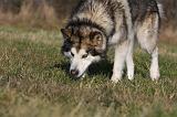 ALASKAN MALAMUTE 826